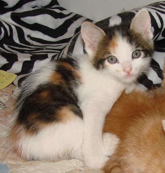 [picture of Rany AKA Rainbow, a Domestic Medium Hair calico cat]
