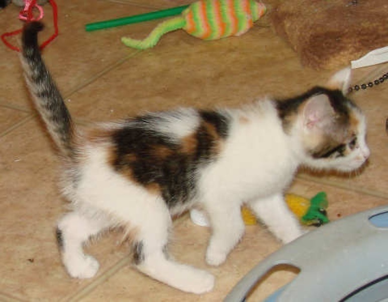[picture of Rany AKA Rainbow, a Domestic Medium Hair calico cat]