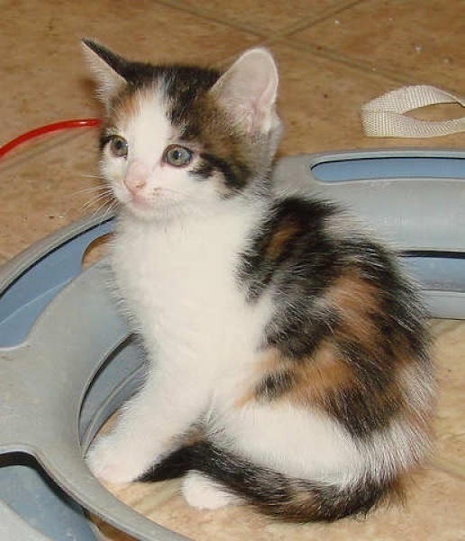 [picture of Rany AKA Rainbow, a Domestic Medium Hair calico cat]