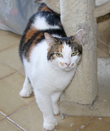 [picture of Rany AKA Rainbow, a Domestic Medium Hair calico\ cat] 