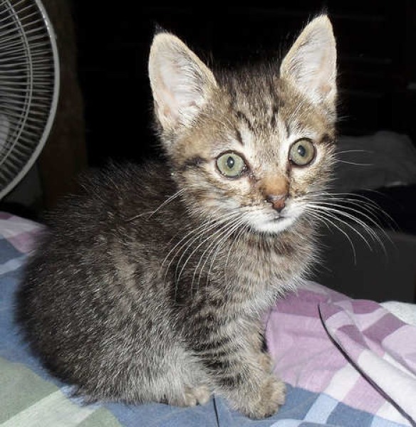 [picture of Preston, a Domestic Short Hair gray/black tabby cat]