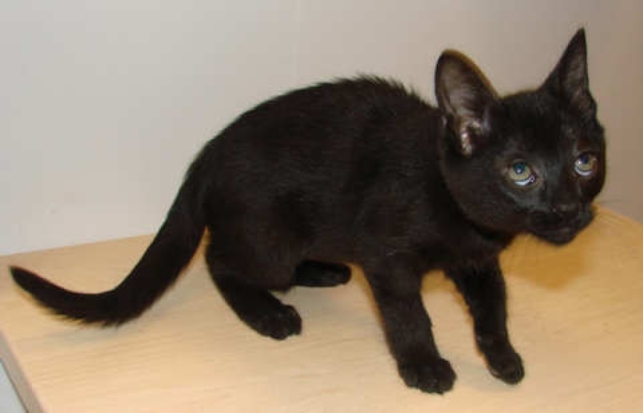 [picture of J.j., a Domestic Short Hair black cat]
