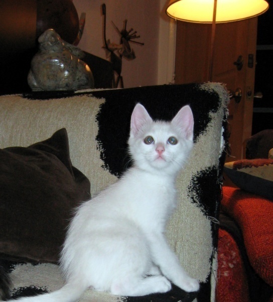 [picture of Jack, a Domestic Short Hair white/gray cat]
