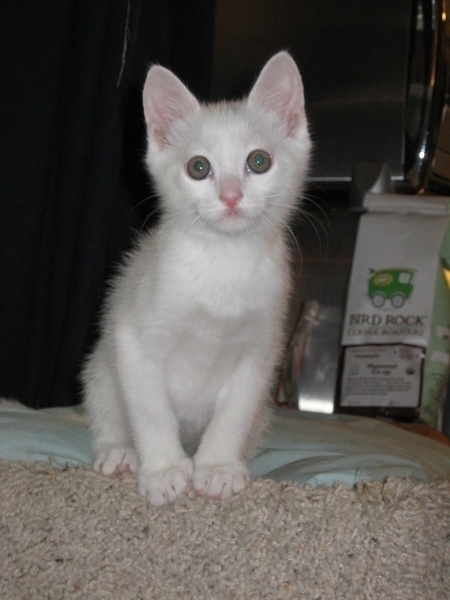 [picture of Jack, a Domestic Short Hair white/gray cat]
