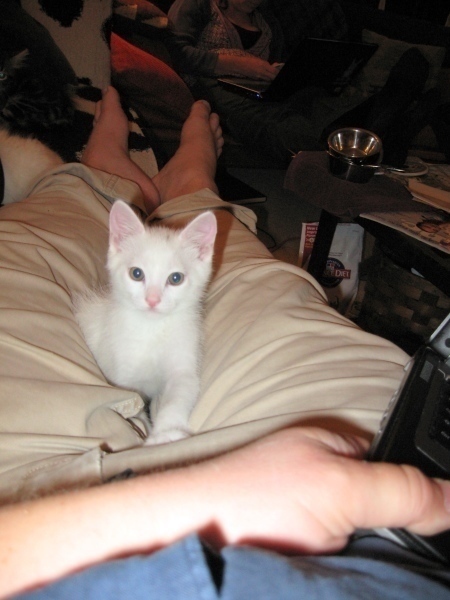 [picture of Jack, a Domestic Short Hair white/gray cat]
