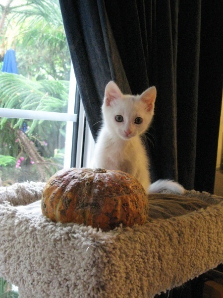 [picture of Jack, a Domestic Short Hair white/gray cat]