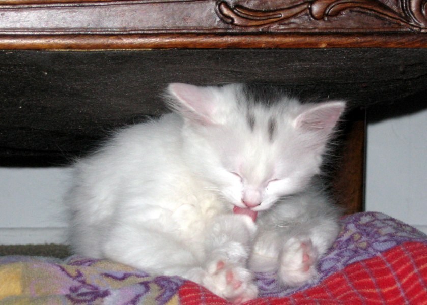 [picture of Crissy, a Domestic Medium Hair white/gray cat]