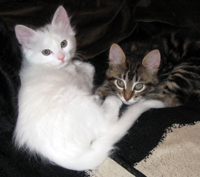 [picture of Crissy, a Domestic Medium Hair white/gray cat]