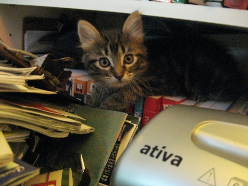 [picture of Janet, a Domestic Medium Hair brown classic tabby cat]