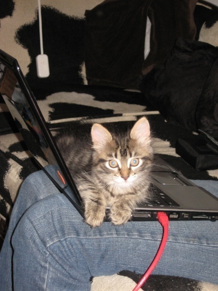 [picture of Janet, a Domestic Medium Hair brown classic tabby cat]