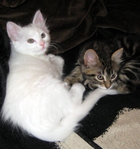 [picture of Janet, a Domestic Medium Hair brown classic tabby cat]
