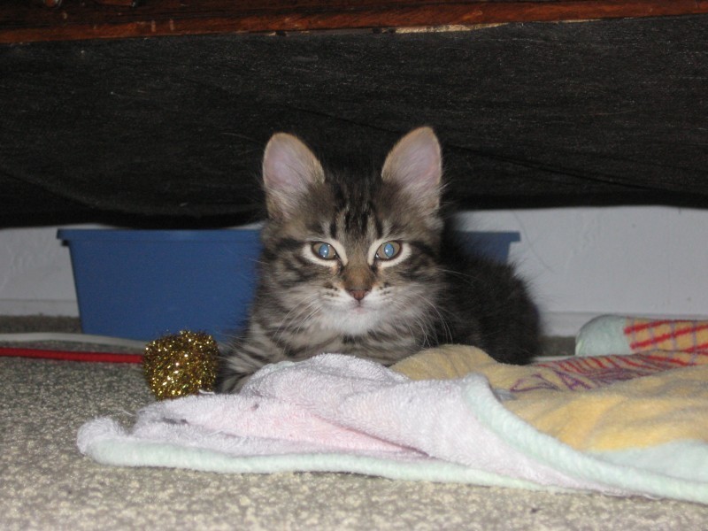 [picture of Janet, a Domestic Medium Hair brown classic tabby cat]