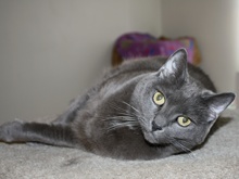 [another picture of Romeo, a Domestic Short Hair gray\ cat] 