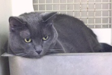 [picture of Romeo, a Domestic Short Hair gray cat]