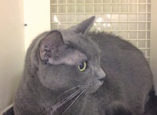 [picture of Romeo, a Domestic Short Hair gray cat]