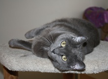 [picture of Romeo, a Domestic Short Hair gray\ cat] 