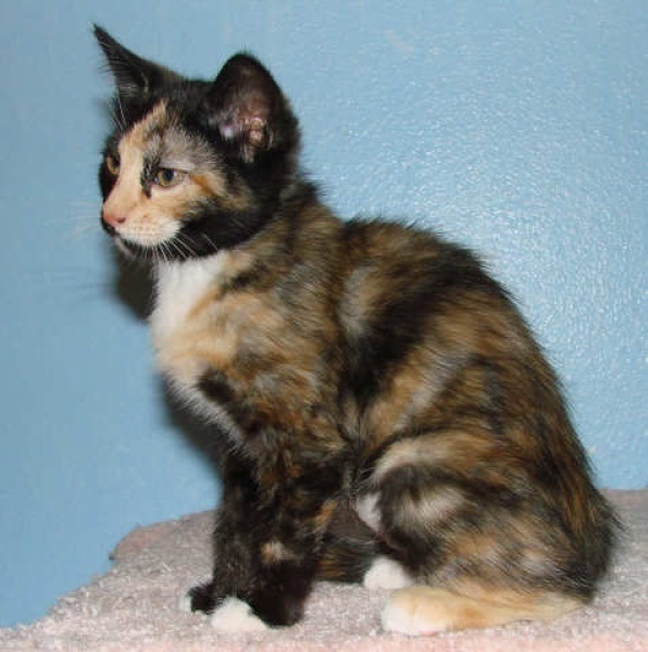 [picture of Fiesty, a Domestic Short Hair tortoiseshell/white cat]