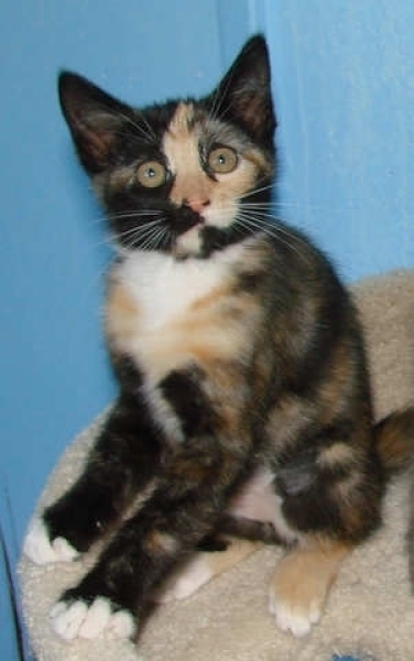 [picture of Fiesty, a Domestic Short Hair tortoiseshell/white cat]