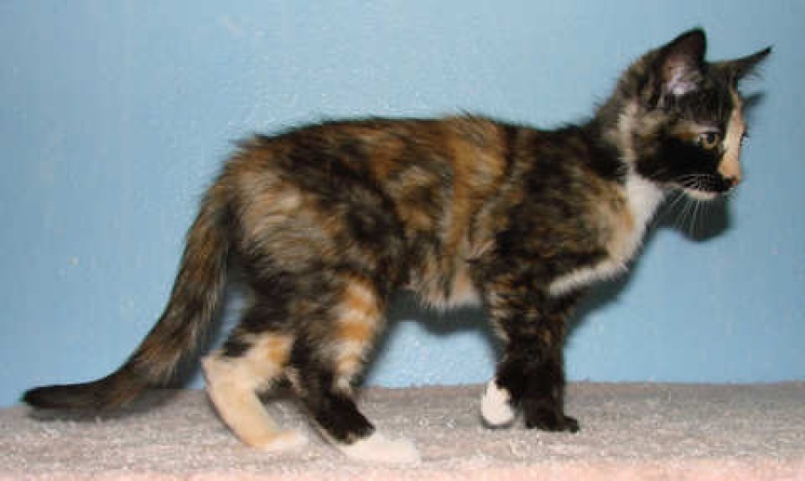 [picture of Fiesty, a Domestic Short Hair tortoiseshell/white cat]