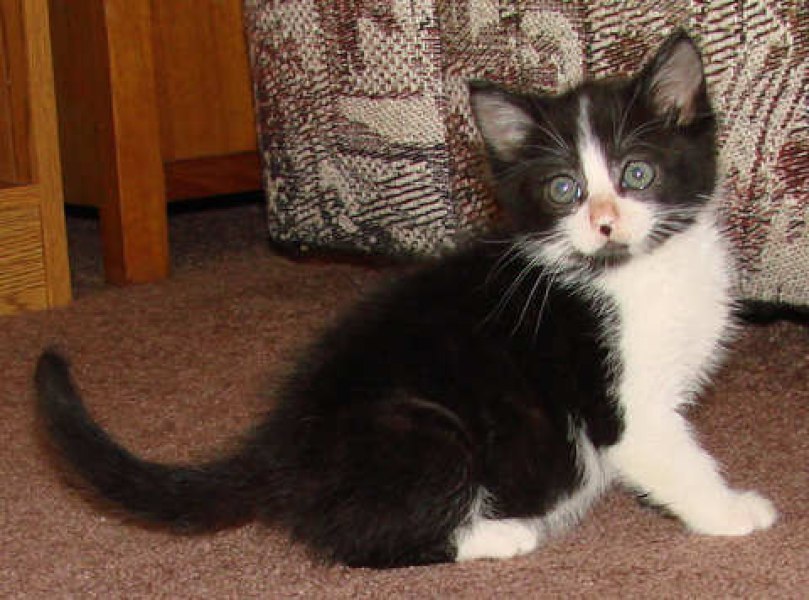 [picture of Jefferson, a Domestic Short Hair black/white cat]