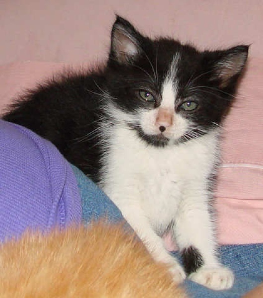 [picture of Jefferson, a Domestic Short Hair black/white cat]