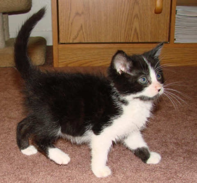 [picture of Jefferson, a Domestic Short Hair black/white cat]