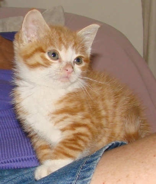 [picture of Jackson, a Domestic Short Hair orange tabby/white cat]