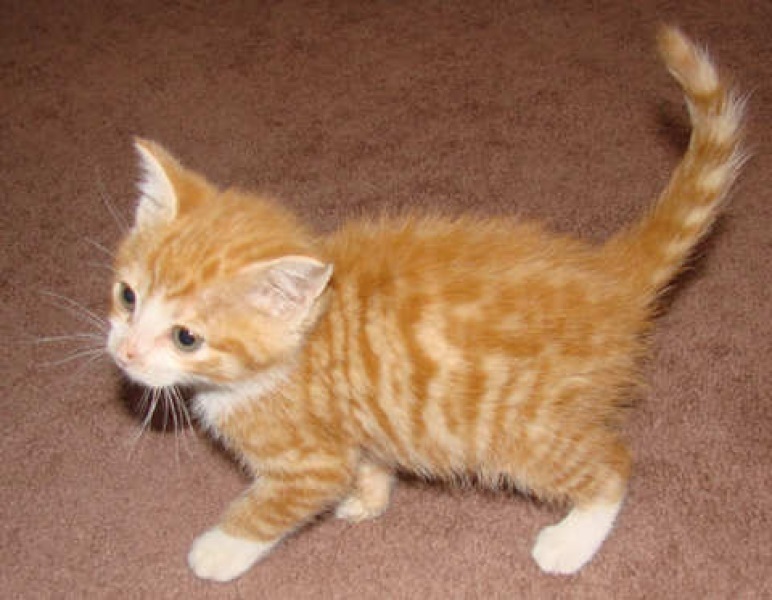 [picture of Jackson, a Domestic Short Hair orange tabby/white cat]