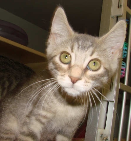 [picture of Ozzie, a Domestic Short Hair gray tabby cat]