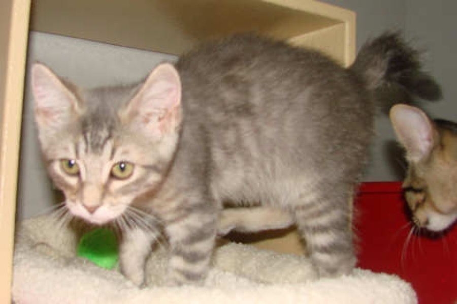 [picture of Ozzie, a Domestic Short Hair gray tabby cat]