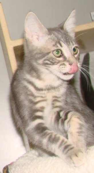 [picture of Oliver, a Domestic Short Hair gray classic tabby cat]