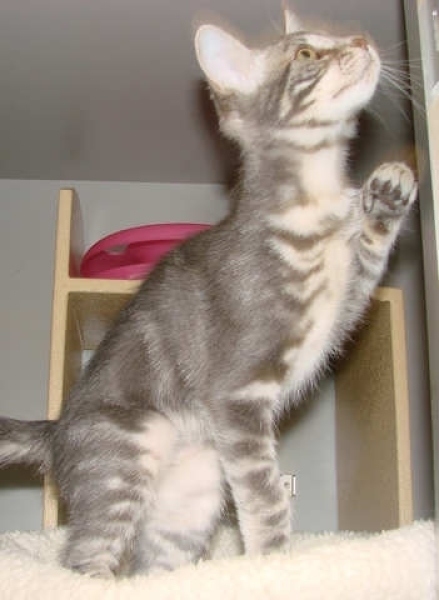 longhaired grey tabby kitten