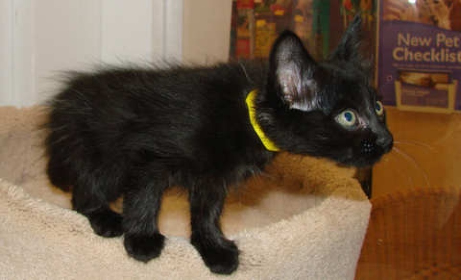 [picture of Alfie, a Domestic Medium Hair black cat]