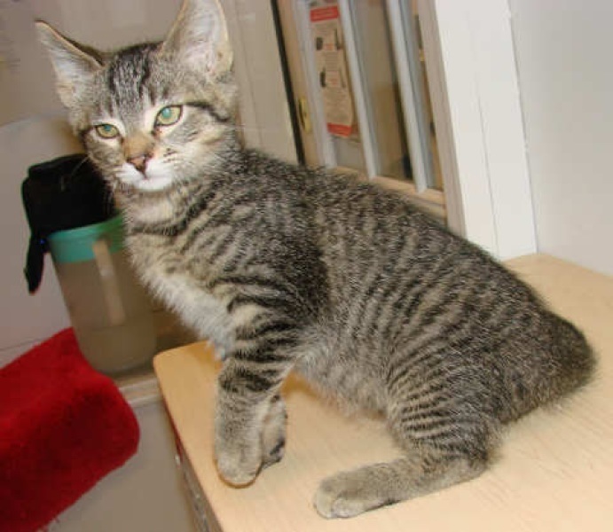 [picture of Brutus, a Domestic Medium Hair tabby cat]