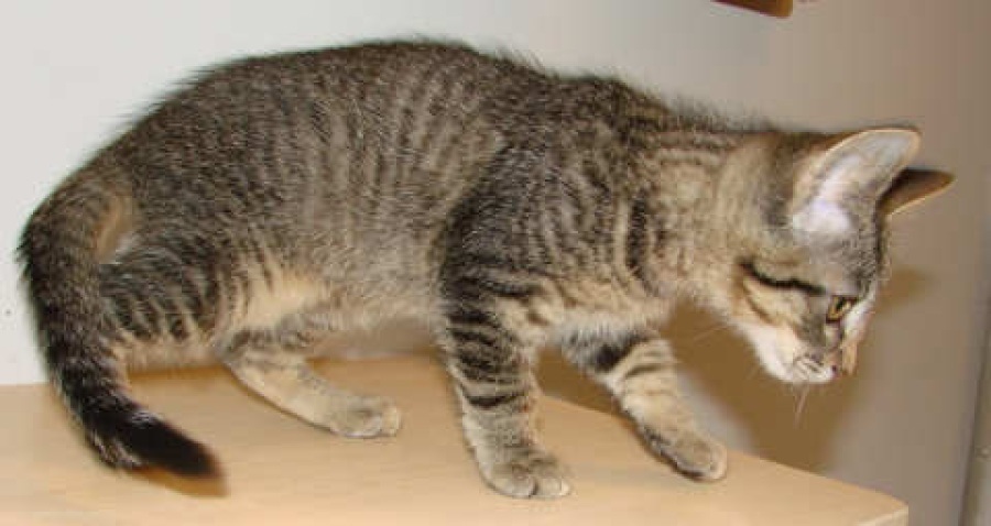 [picture of Brutus, a Domestic Medium Hair tabby cat]