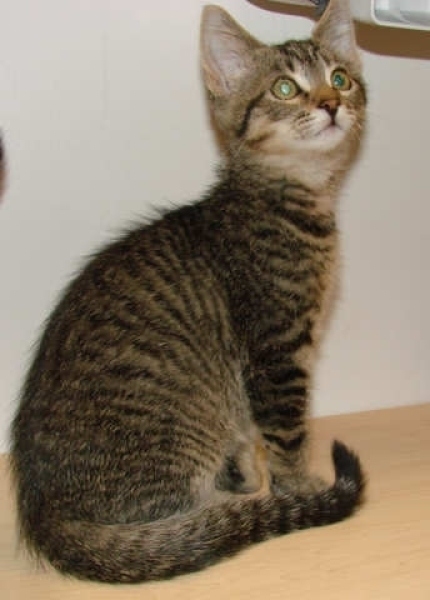 [picture of Brutus, a Domestic Medium Hair tabby cat]