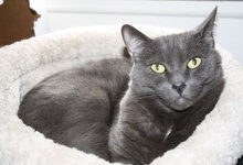 [another picture of Juliet, a Domestic Short Hair gray\ cat] 