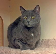 [picture of Juliet, a Domestic Short Hair gray cat]