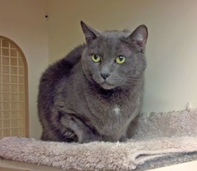 [picture of Juliet, a Domestic Short Hair gray cat]