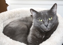 [picture of Juliet, a Domestic Short Hair gray\ cat] 