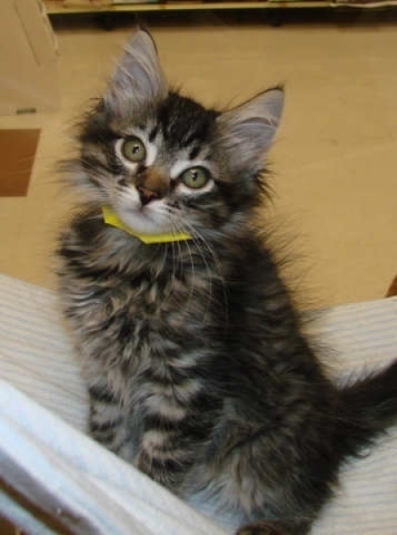 [picture of Tre, a Domestic Medium Hair charcoal tabby cat]