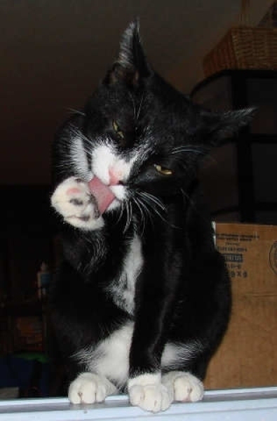 [picture of Vinnie, a Domestic Short Hair black/white cat]