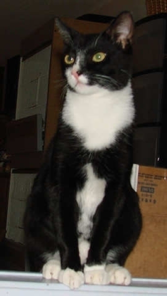 [picture of Vinnie, a Domestic Short Hair black/white cat]