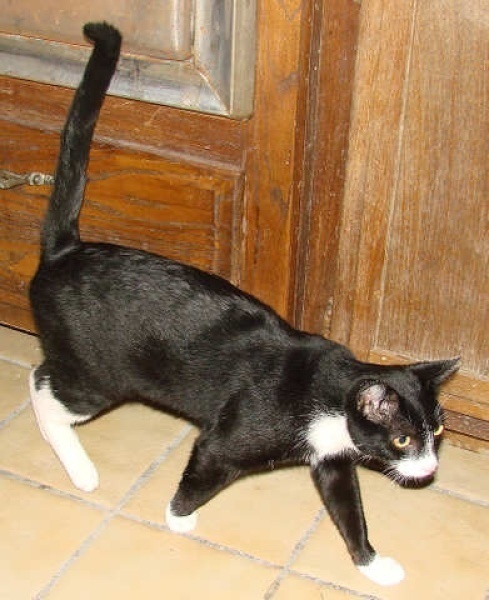 [picture of Vinnie, a Domestic Short Hair black/white cat]