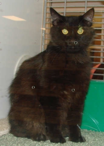[picture of Fat Albert AKA Snuggles FKA Baby, a Domestic Medium Hair black cat]