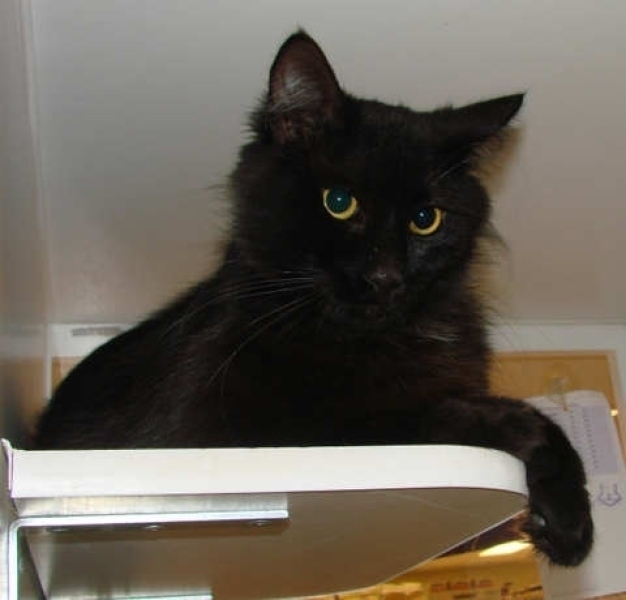 [picture of Fat Albert AKA Snuggles FKA Baby, a Domestic Medium Hair black cat]