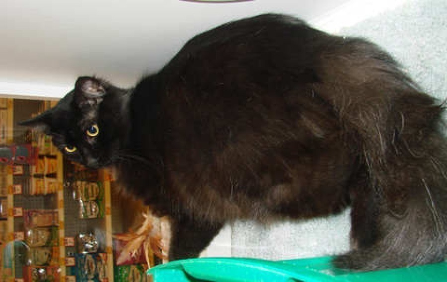 [picture of Fat Albert AKA Snuggles FKA Baby, a Domestic Medium Hair black cat]