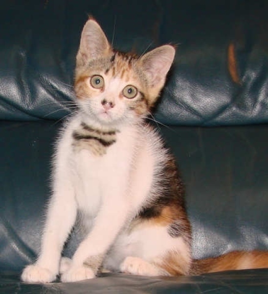 [picture of Ruffle, a Domestic Short Hair calico classic tabby cat]