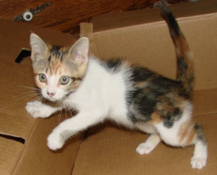 [picture of Ruffle, a Domestic Short Hair calico classic tabby cat]