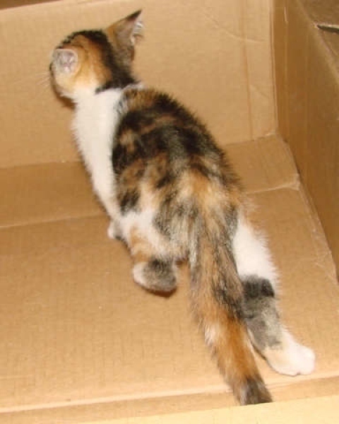 [picture of Ruffle, a Domestic Short Hair calico classic tabby cat]